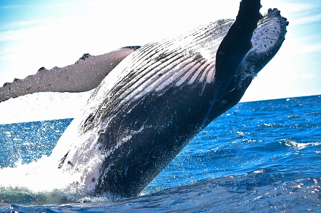 skákající velryba