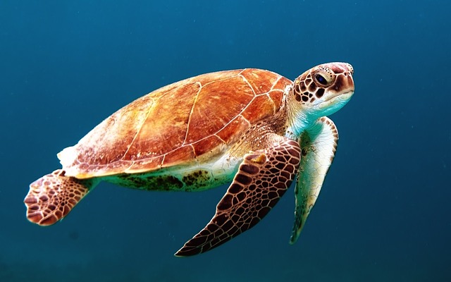 mořská želva