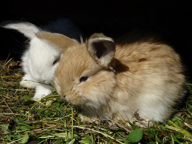 dva králíčci
